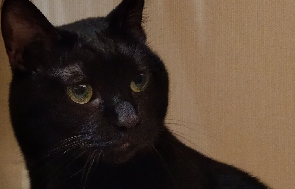 有限会社イッコー 有限会社イッコー